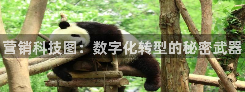 金年会体育app
