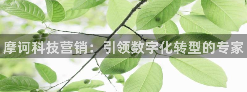 金年会体育是黑台子吗