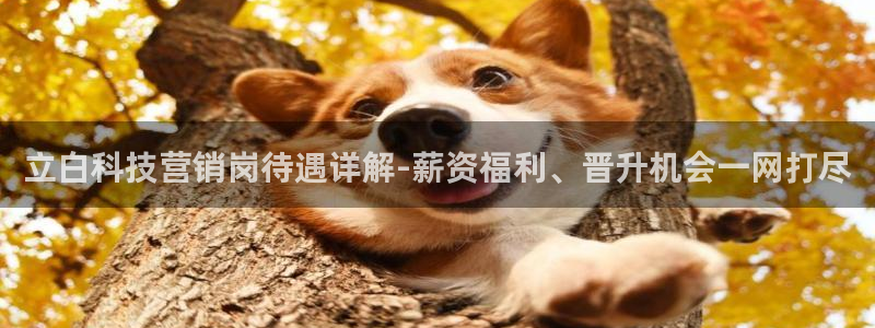 金年会ios